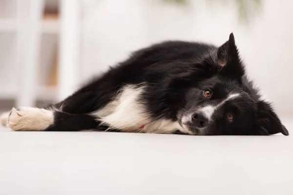 Surface Level Border Collie Looking Camera While Lying Floor Vet — Stock fotografie