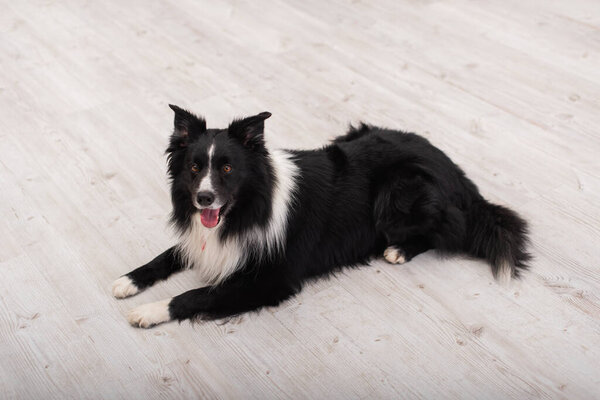 High angle view of furry border collie lying on floor in vet clinic 