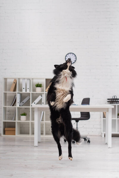 black and white border collie jumping in vet clinic 