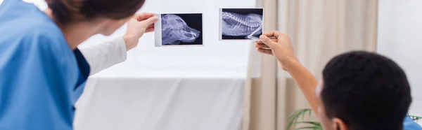 Interracial Veterinarians Holding Ultrasound Scans Animal Clinic Banner — Stock Photo, Image
