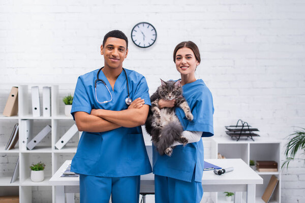 Positive interracial vet doctors holding maine coon cat and looking at camera in clinic 
