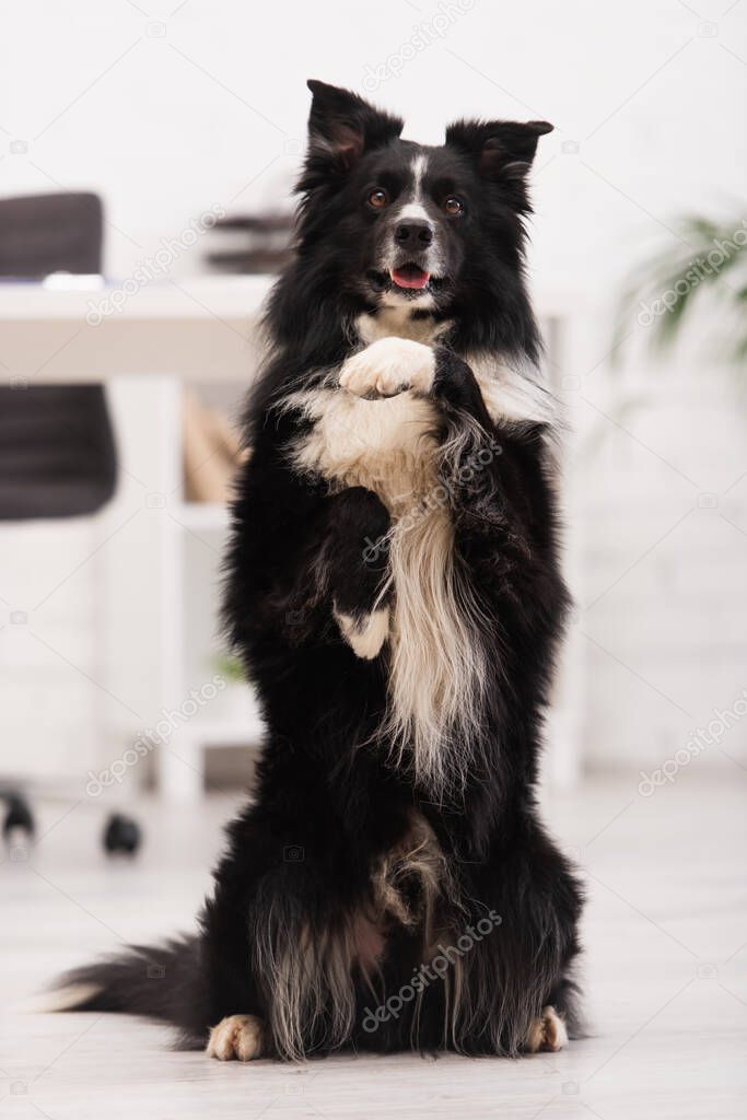 Border collie dog posing in vet clinic 