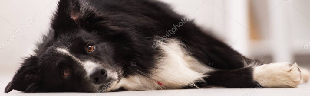 Surface level of border collie lying on floor in veterinary clinic, banner 