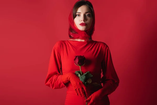 Молода впевнена жінка в одязі і хустці тримає троянду, дивлячись на камеру на червоному — стокове фото