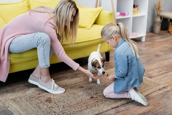 Family playing with jack russell terrier at home — Stock Photo