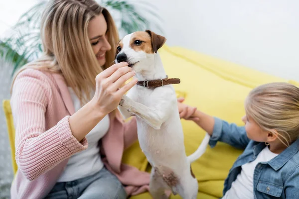 Jack russell terrier near blurred family on couch at home — стокове фото