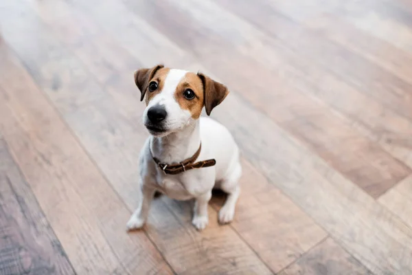 Jack russell terrier sitting on floor at home — Photo de stock