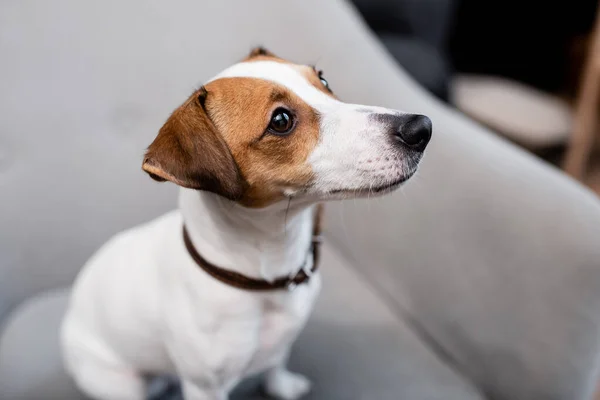 Jack russell terrier on blurred couch at home — стоковое фото