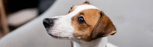 Jack russell terrier looking away at home, banner — Stock Photo