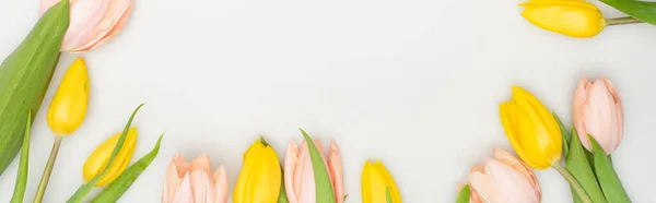 Vue de dessus des tulipes colorées isolées sur blanc, bannière — Photo de stock