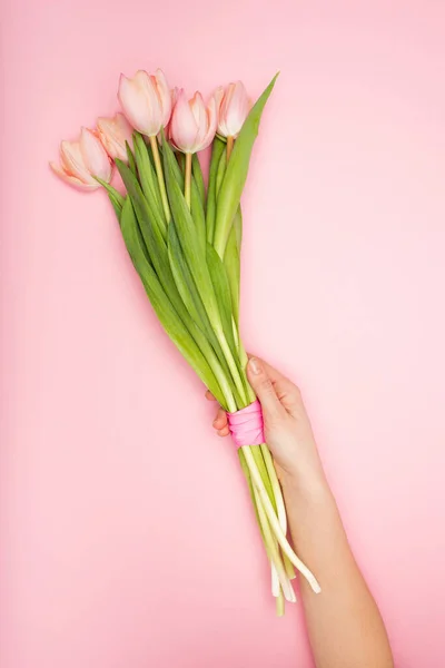Cropped view of woman holding tulips on pink — Stock Photo
