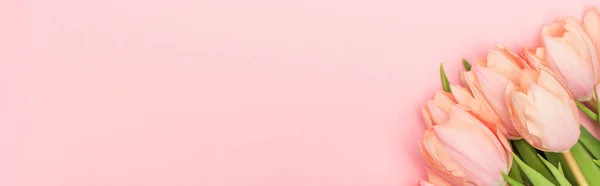 Top view of bouquet of tulips isolated on pink, banner — Stock Photo