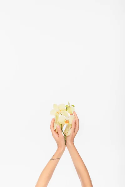 Partial view of woman with tattoo holding orchid isolated on white with copy space — Stock Photo