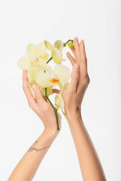 Vue partielle de la femme tatouée tenant la branche d'orchidée isolée sur blanc — Photo de stock