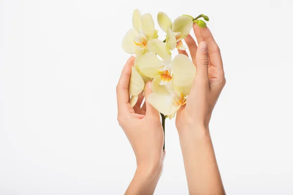 Vue partielle des mains femelles avec branche d'orchidée isolée sur blanc — Photo de stock