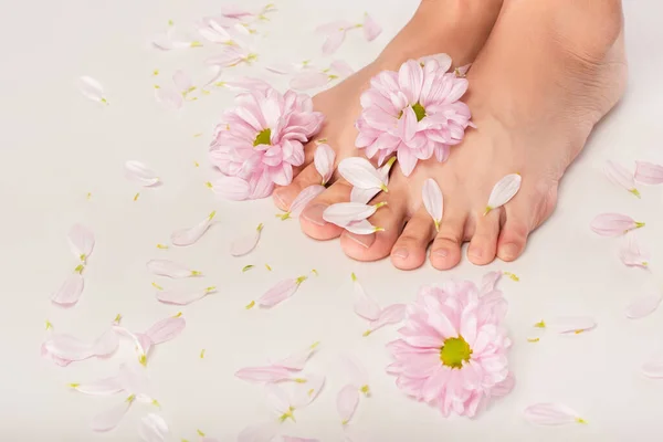 Crisântemo flores e pétalas perto de pés femininos cortados no fundo branco — Fotografia de Stock