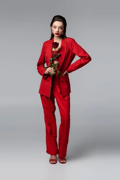 Повна довжина молодої жінки в модному червоному костюмі тримає троянду, стоячи з рукою на стегні на темно-сірому — стокове фото