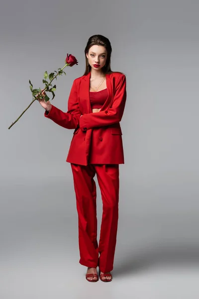 Full length of young model in red suit holding rose while standing on dark grey — Stock Photo