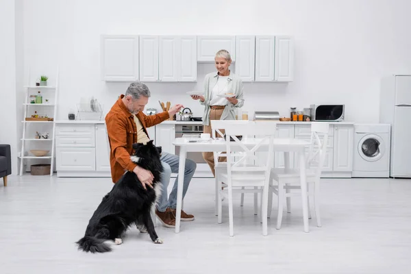 Улыбающаяся пожилая женщина держит тарелки рядом с мужем гладит пограничную колли на кухне — стоковое фото