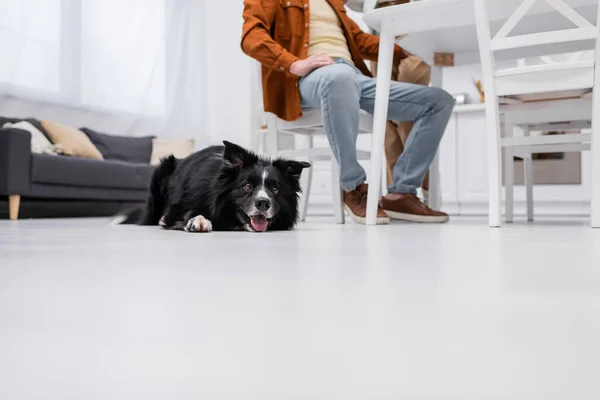 Cropped view of border collie lying on floor near man in kitchen — Stock Photo