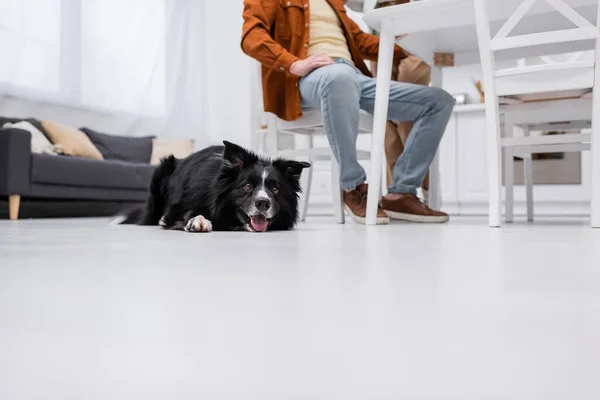 Vista recortada de borde collie acostado en el suelo cerca de hombre en la cocina - foto de stock