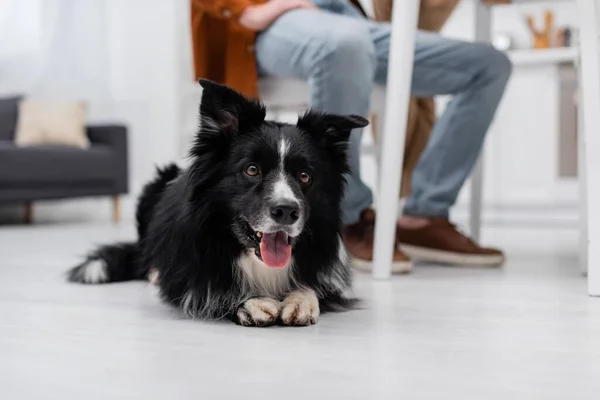 Vista ritagliata di confine collie sdraiato sul pavimento vicino uomo sfocato in cucina — Foto stock