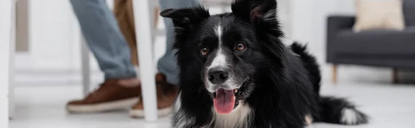 Cropped view of border collie dog looking away near blurred man in kitchen, banner — Stock Photo