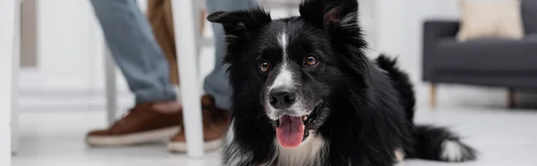 Vista recortada del perro collie frontera mirando hacia otro lado cerca de hombre borroso en la cocina, pancarta - foto de stock