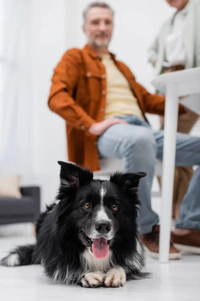 Fronteira collie deitado no chão perto de casal borrado na cozinha — Fotografia de Stock