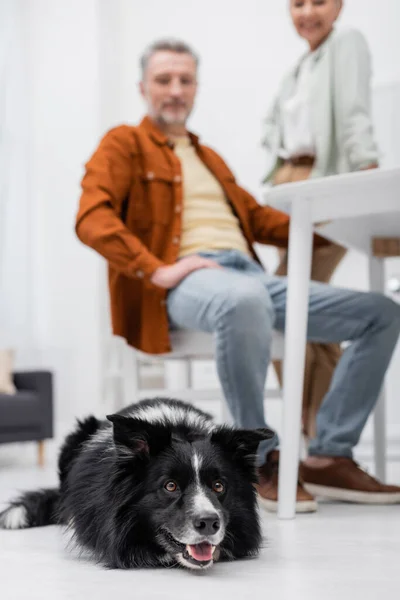 Border collie dog lying on floor near blurred family in kitchen — Stock Photo