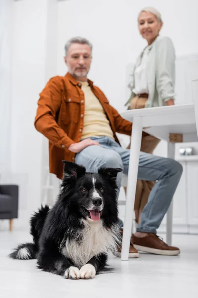 Frontera collie perro acostado en el suelo cerca borrosa madura pareja en la cocina - foto de stock