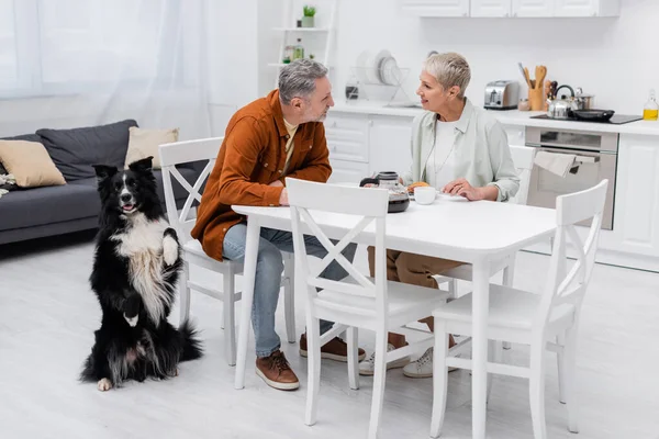 Smiling couple talking near breakfast, coffee and border collie in kitchen — Stock Photo