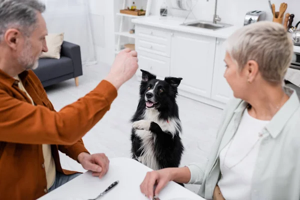 Verschwommener Mann lehrt Border Collie nahe Ehefrau in Küche — Stockfoto