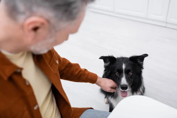 Aus der Vogelperspektive: verschwommener Mann streichelt Border Collie in Küche — Stockfoto