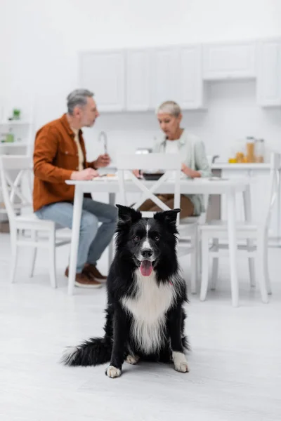 Border collie looking at camera near blurred couple in kitchen — Stock Photo