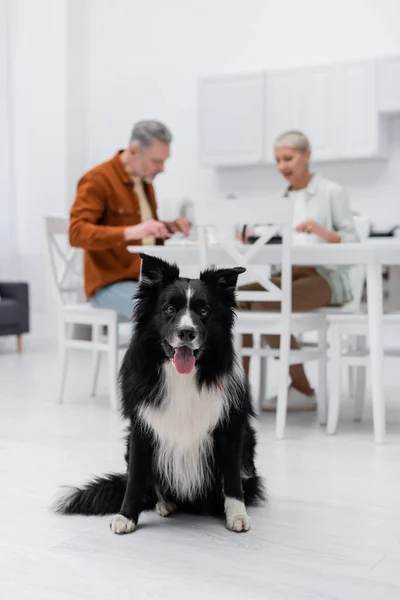 Собака-колли сидит на полу рядом с размытой парой на кухне — стоковое фото