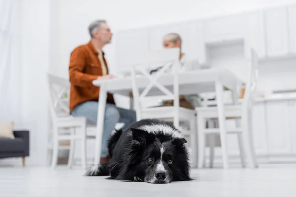 Low angle view of border collie lying on floor near blurred couple in kitchen — Stock Photo