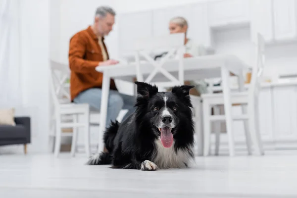 Vista de ángulo bajo de borde collie sobresaliendo lengua cerca borrosa pareja en la cocina - foto de stock