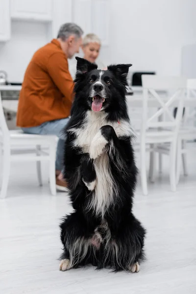 Border collie posing near blurred mature couple in kitchen — Stock Photo
