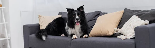 Border collie looking at camera on couch at home, banner — Stock Photo