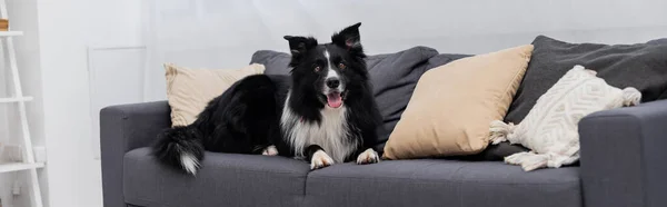 Border collie regardant la caméra sur le canapé à la maison, bannière — Photo de stock