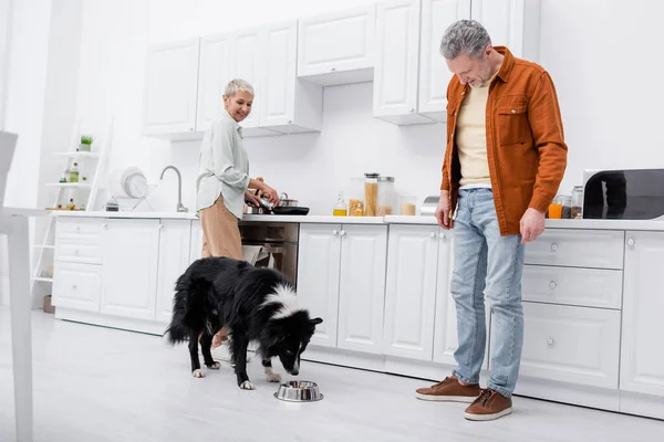 Hombre maduro mirando frontera collie comer desde cuenco cerca esposa cocinar en cocina - foto de stock