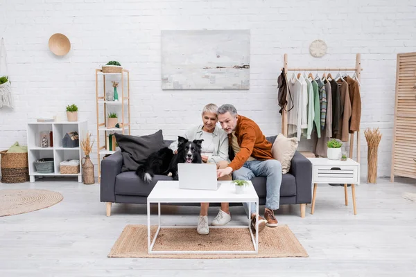 Smiling couple looking at laptop near border collie on couch at home — Stock Photo