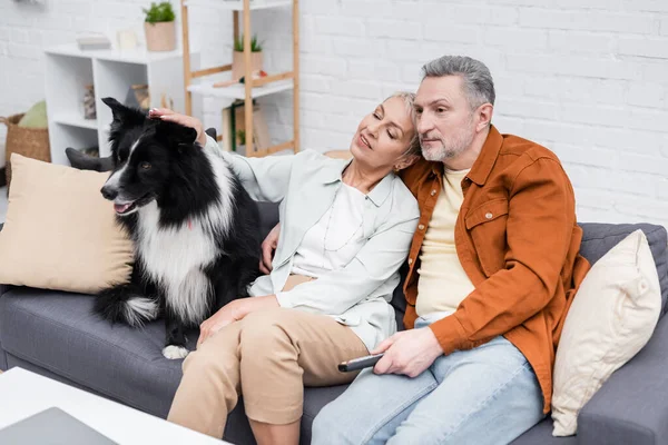 Mann sieht Fernseher neben lächelnder Frau beim Streicheln von Border Collie auf Couch — Stockfoto