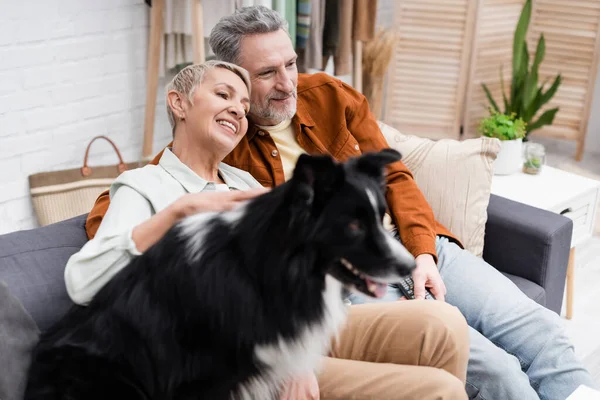 Positive senior woman petting blurred border collie dog near husband with remote controller at home — Stock Photo