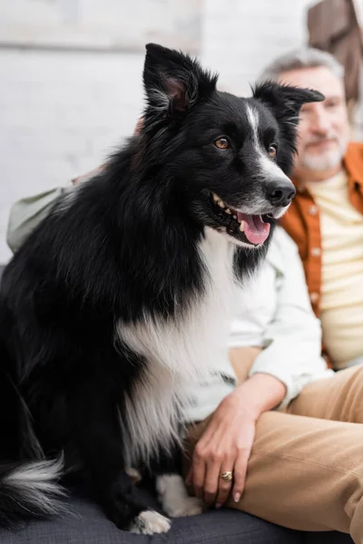 Border collie dog sitting on couch near couple at home — Stock Photo