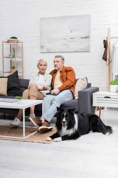 Frontera collie acostado en el suelo cerca de pareja viendo la televisión en casa - foto de stock