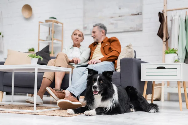 Border collie dog lying near blurred couple talking on couch at home — Stock Photo