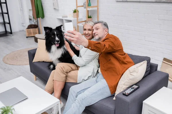Улыбающаяся пара делает селфи на смартфоне возле границы колли на диване — стоковое фото