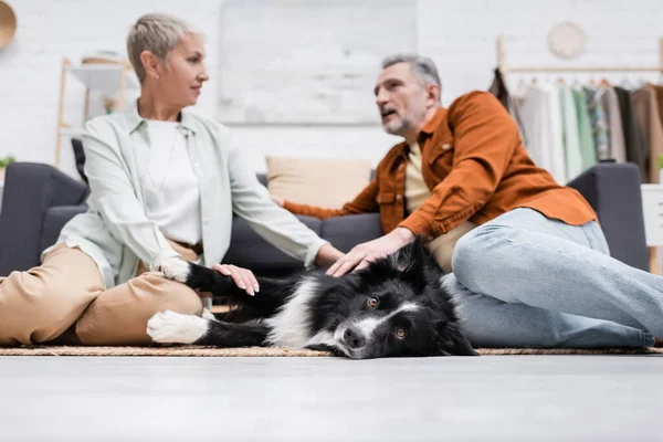 Low angle view of border collie lying on floor near blurred couple at home — Stock Photo